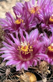 Ferocactus fordii